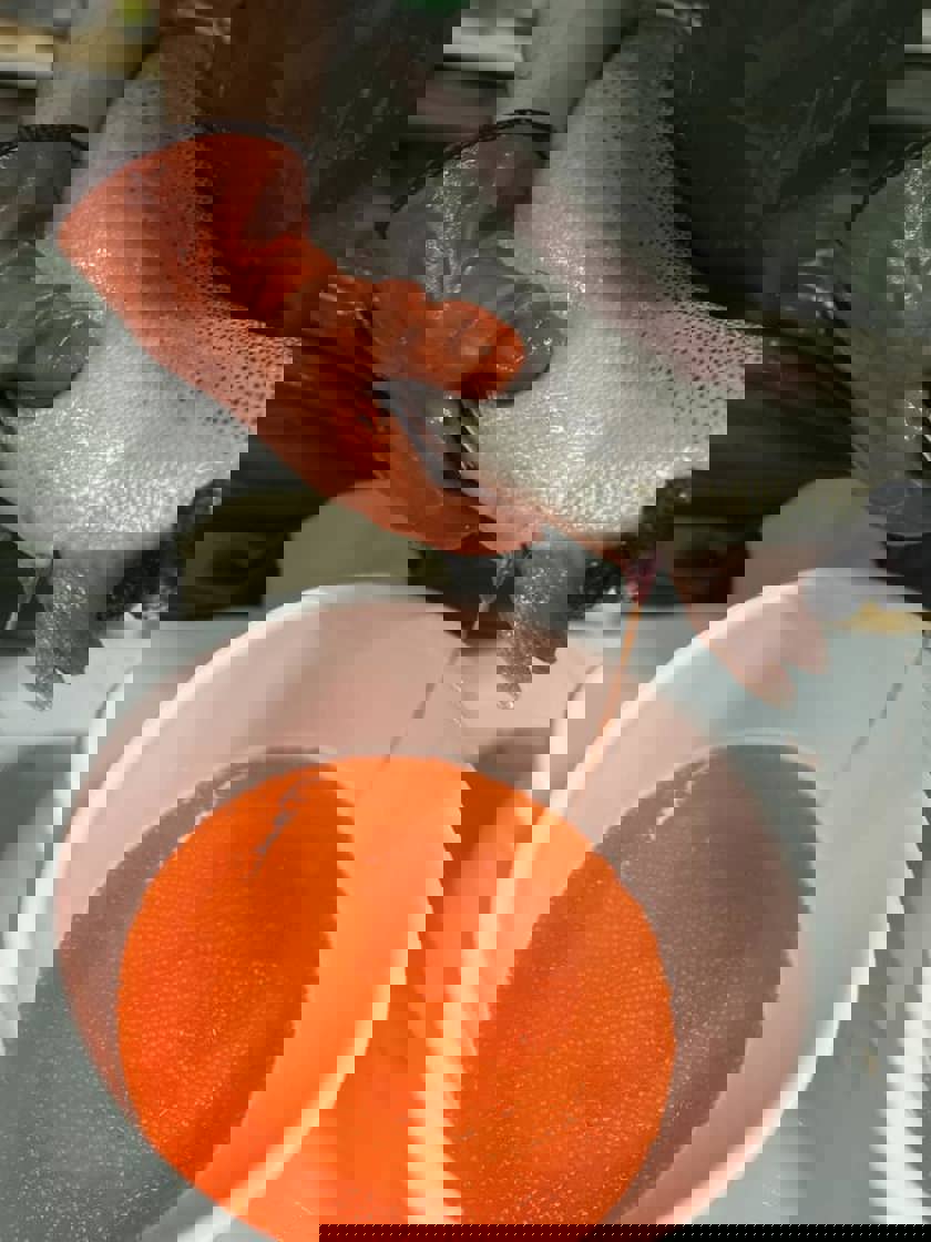 Kramning av regnbåge som ger fin rom