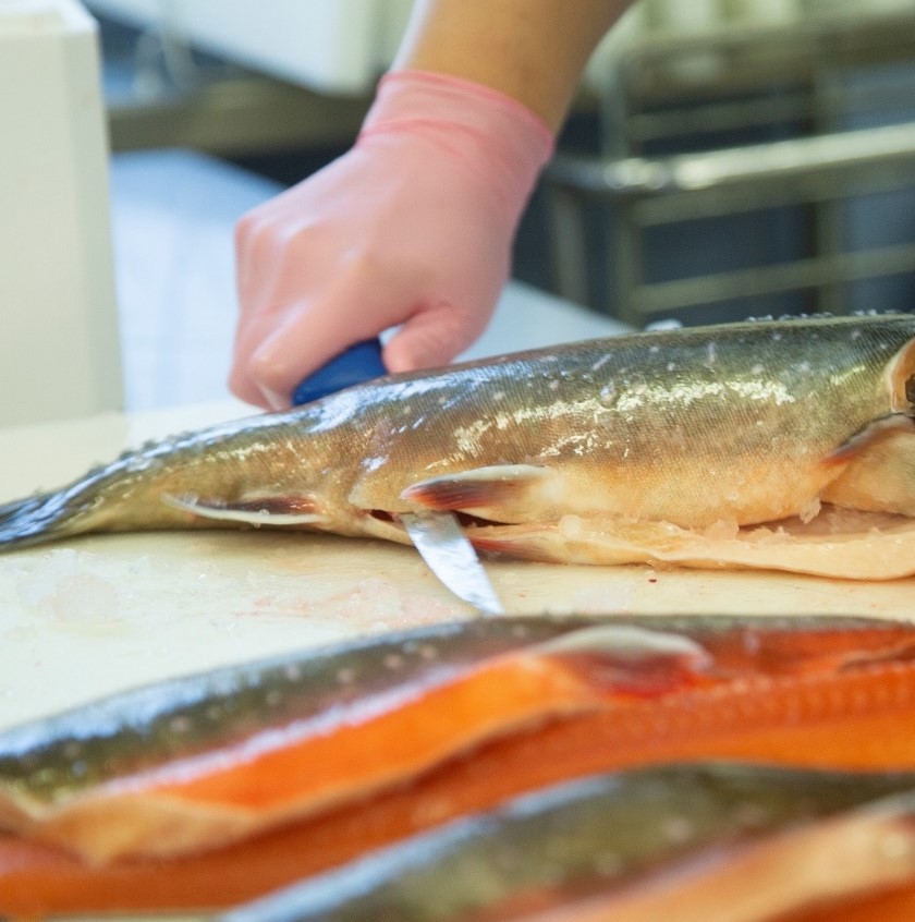 En hand som filéar en röding