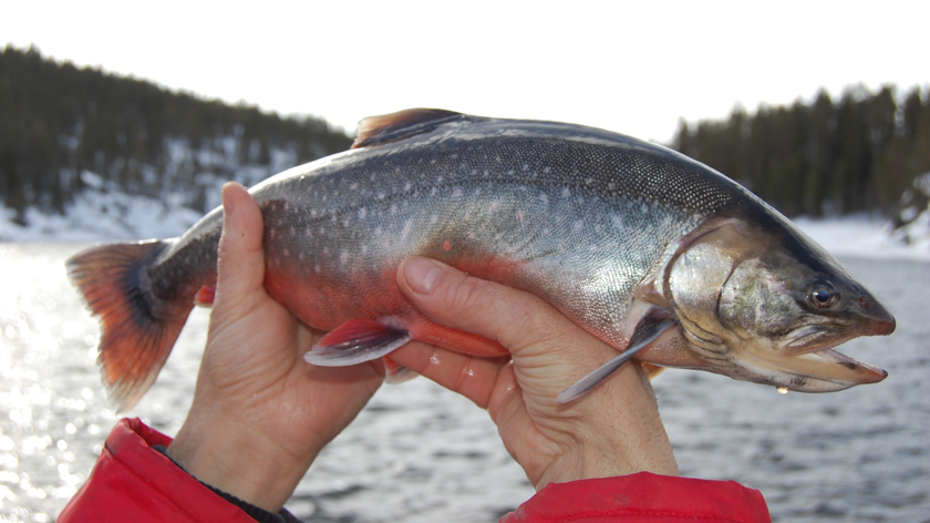 Fiskare håller upp en fin röding en vinterdag