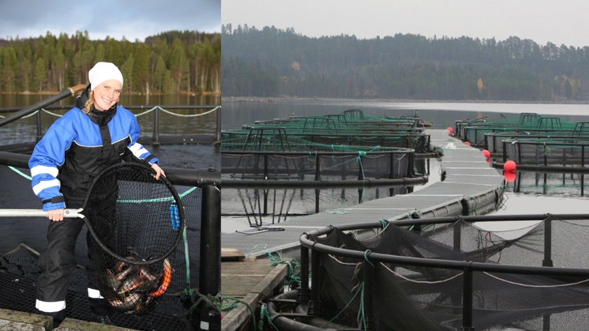 Elin  på Svensk Fjällröding står vid odlingen