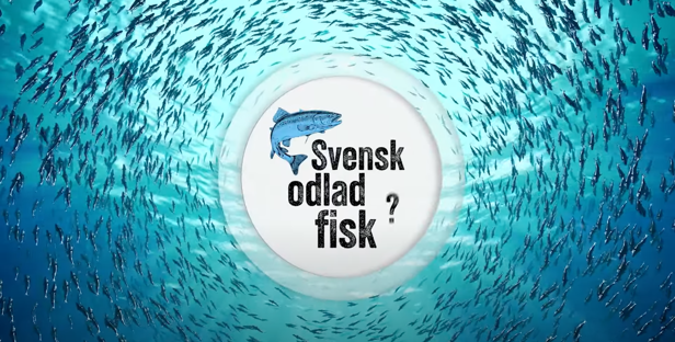 Fallbackbild för filmen om fiskuppfödning i Sverige "Svensk odlad fisk?"